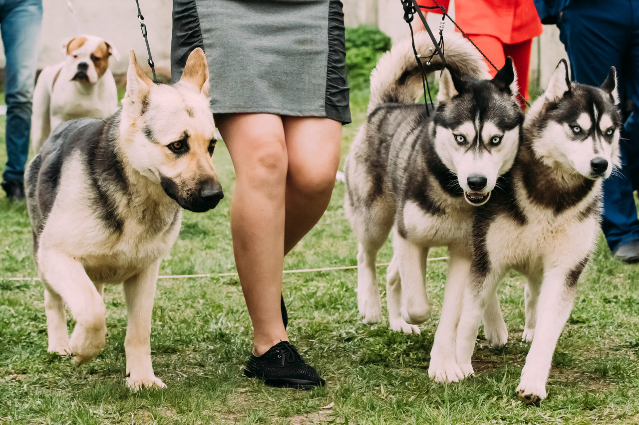 Person walking dogs